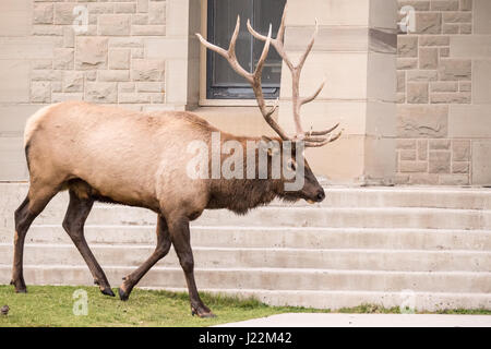 Bull Elk zu Fuß vom Hotel Mammoth Hot Springs im Yellowstone-Nationalpark, Wyoming, USA.  Die Rangers glaubte, er zog seinen Harem zu hören, um zu vermeiden, ich Stockfoto