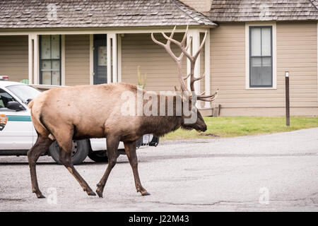 Bull Elk zu Fuß vom Hotel Mammoth Hot Springs im Yellowstone-Nationalpark, Wyoming, USA.  Die Rangers glaubte, er zog seinen Harem zu hören, um zu vermeiden, ich Stockfoto