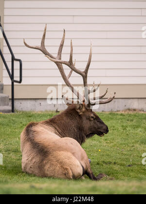 Stier Elch vocalizing / hallten in der Nähe der Mammoth Hot Springs Hotel im Yellowstone-Nationalpark, Wyoming, USA.  Ein Stier kann Signalhorn, um für Kühe, zeigen eine Stockfoto