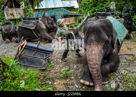 Ein Ranger des Gunung-Leuser-Nationalparks rüstet einen Sumatra-Elefanten in Tangkahan, einem angrenzenden Dorf in Nordsumatra, Indonesien, mit einem Sattel aus. Stockfoto