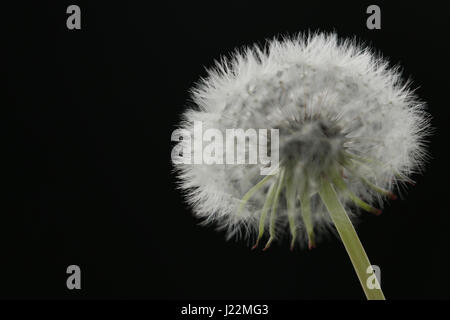 flauschige Löwenzahn Blätterteig auf schwarz Stockfoto