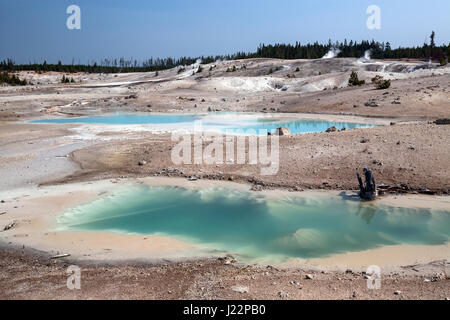 Heiße Quellen und mineralische Ablagerungen in der Porzellan-Becken, Norris Geyser Basin, Yellowstone-Nationalpark, Wyoming, USA Stockfoto