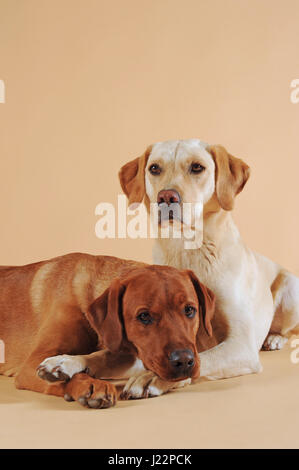 Labrador Retriever, gelb, kuscheln Stockfoto