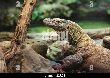 Der Komodowaran hautnah im Wald Stockfoto