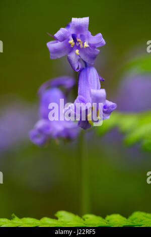 Großbritannien, Somerset Eine einzige Bluebell-Pflanze, Hyacinthoides non-scripta, in Blüten und aus nächster Nähe zwischen Waldfarnen gedreht Stockfoto