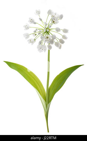 Bärlauch Pflanze isoliert auf weißem Hintergrund Stockfoto