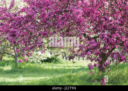 Malus X moerlandsii Liset, blättrig lila Crabapple Baum in voller Blüte. April. UK Stockfoto