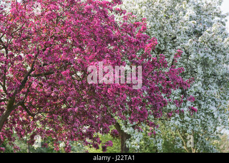 Malus X moerlandsii Liset, blättrig lila Crabapple Baum in voller Blüte. April. UK Stockfoto