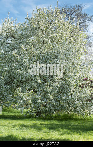 Malus X robusta "Roten sibirischen". Zierapfel rote sibirische Baum in voller Blüte. April. UK Stockfoto