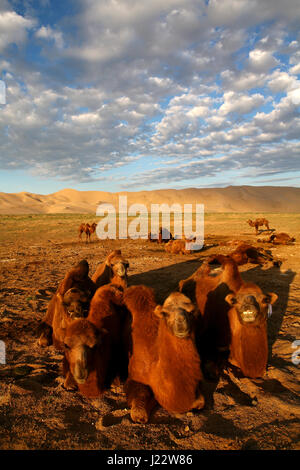 Licht und Schatten auf Sanddünen in der Gobi Wüste Khongoryn Els Gurvan Saikhan Nationalpark Mongolei Stockfoto