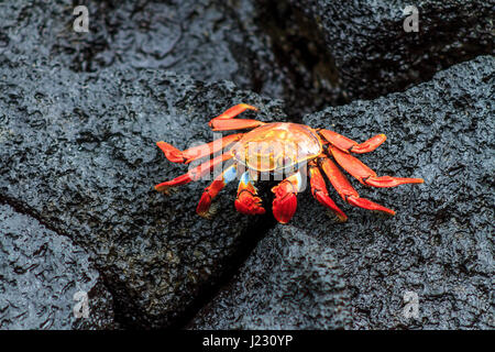 Galapagos roten Krabben auf schwarzen vulkanischen Felsen Stockfoto