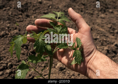 Bauer hält junge Tomatenpflanze im Gemüsegarten, Nahaufnahme männliche Hand untersuchen Wachstum der Sprossen auf der Plantage Stockfoto