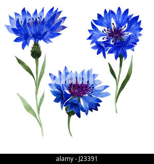 Wildflower Nelke Blume im AquarellStil isoliert. Vollständiger Name