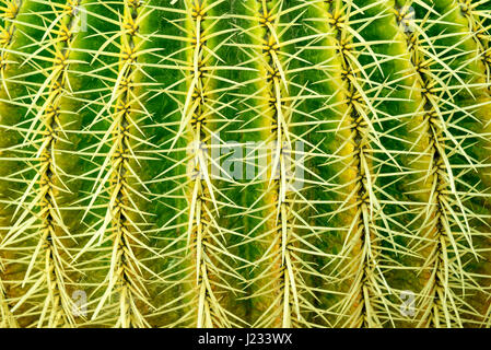 Abstrakte strukturierter Hintergrund eines Fasses Kaktus (Echinocactus Grusonii), extreme Nahaufnahme Stockfoto