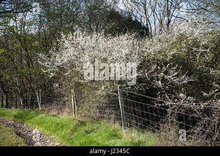 Devon Lane und Hecke, Hecke mit Feder Farben neben Track in Devon, Devon, Bauernhof, Dartmoor, Großbritannien, England, Bauernhaus, grüne Farbe, Haus, Landsc Stockfoto