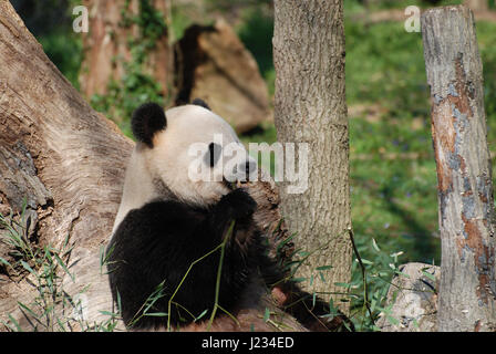 Panda-Bär, kaute auf einige Bambussprossen. Stockfoto