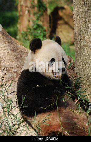 Niedlichen Panda Bär mit Zähne zeigen Essen Bambus. Stockfoto