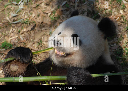 Niedlichen Panda mit seinen Zähnen zeigt, während er Bambussprossen isst. Stockfoto