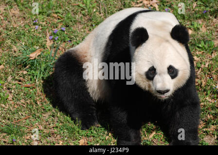 Schöne Giant Panda Bär ein wenig rosa Zunge. Stockfoto