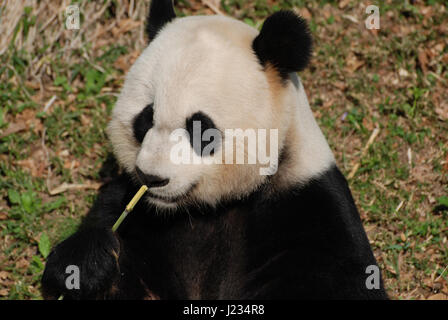 Erstaunliche Panda-Bär mit Bambussprossen. Stockfoto