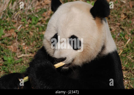 Gesicht eines Riesen-Panda-Bären mit erstaunlich schießt aus Bambus. Stockfoto