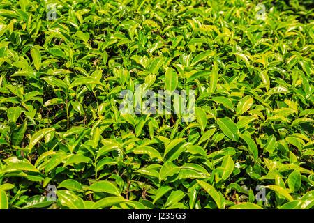 Hintergrund der Teeblätter. Tee-Plantagen in Munnar, Kerala, Indien. Stockfoto