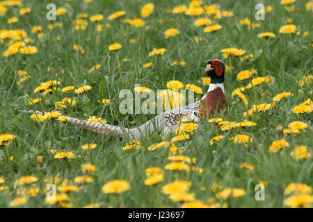 Ein schöner Fasan Vogel fliegt durch ein Löwenzahn in England Stockfoto