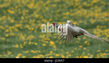 Ein schöner Fasan Vogel fliegt durch ein Löwenzahn in England Stockfoto