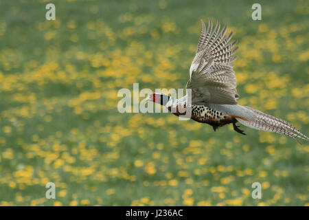 Ein schöner Fasan Vogel fliegt durch ein Löwenzahn in England Stockfoto