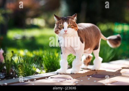 Hauskatze Spaziergänge im Hof an einem sonnigen Frühlingstag. Stockfoto