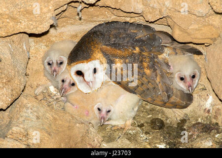 Schleiereule Tyto Alba Tucson, Pima County, Arizona, Vereinigte Staaten 19 April Erwachsenfrau auf Nest in verlassenen Minenschacht mit vier Küken.        Tyto Stockfoto