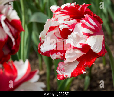 Rote und weiße Tulpen mit gefiederten Blättern Stockfoto