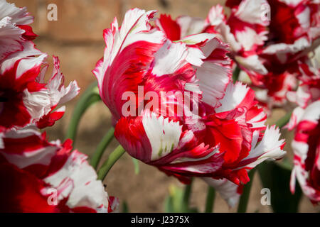 Rote und weiße Tulpen mit gefiederten Blättern Stockfoto