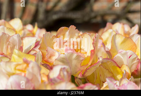 Gelbe Tulpen mit Frilly eingefasst Blütenblätter Stockfoto