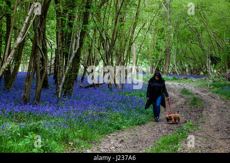 Eine junge Frau, die ihren Hund durch ein Bluebell Holz, Sussex, UK Stockfoto