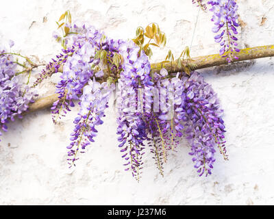 Lila Glyzinien Pflanze wächst an der Wand in Portugal. Stockfoto