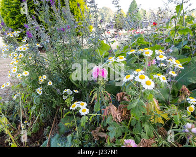 Blumen wachsen in einem englischen Landhaus-Garten. Stockfoto