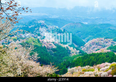 Kirschblüte auf Mount Yoshino am Morgen in Nara, japan Stockfoto