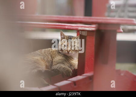 Tiere der Kaleden, BC Stockfoto