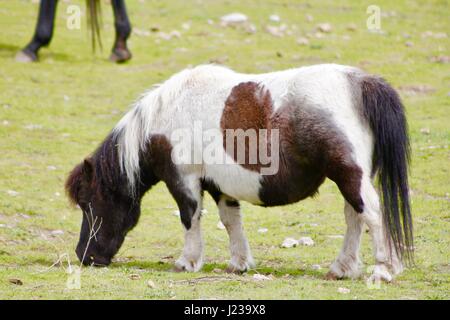 Tiere der Kaleden, BC Stockfoto