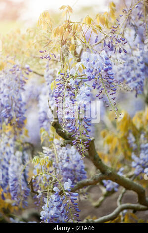 Nahaufnahme der Wisteria Sinensis lila Frühling blüht auch bekannt als chinesische Wisteria. Stockfoto