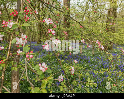 Pink spring blossom in einem Bluebell wood Stockfoto