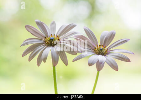 Nahaufnahme Bild von der schönen weißen, Sommer blühenden Osteospermum Barberiae, auch bekannt als die Sonne Daisy, Cape Daisy und Herbers. Stockfoto