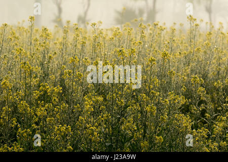 Ein Senf Feld in Jessore, Bangladesch. Stockfoto