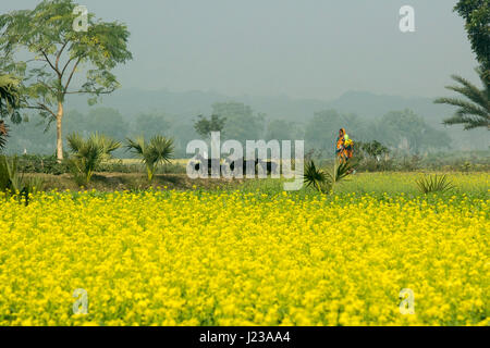 Eine ländliche Frau führt eine Herde von Rindern durch den Schmutz Weg in Jessore, Bangladesch. Stockfoto