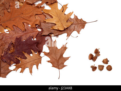 Herbst, getrocknete Blätter von Eichen und Eicheln. Isoliert auf weißem Hintergrund. Stockfoto