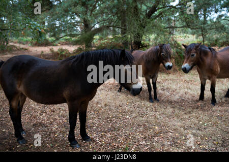 Exmoor Ponys zur Erhaltung Beweidung nach Sutton Heath in Suffolk gebracht Stockfoto