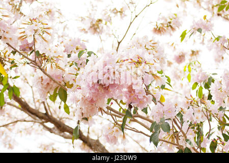 Trompete (Tabebuia Rosea) Blume rosa Stockfoto