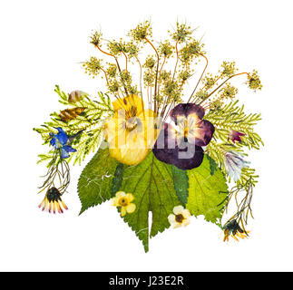 Beautiful gedrückt Trockenblumen Anordnung auf weißem Hintergrund Stockfoto