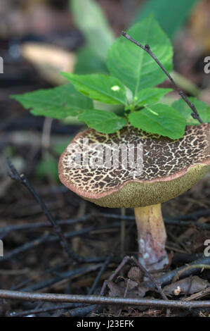 Roten knacken Bolete Nahaufnahme erschossen, lokalen Fokus Stockfoto